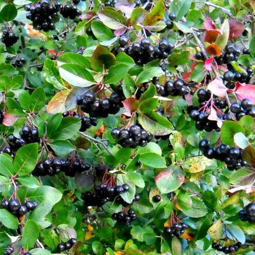 Aronia Melanocarpa Professor Ed 02