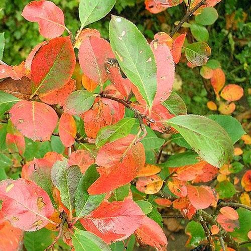 Aronia Melanocarpa Professor Ed 05