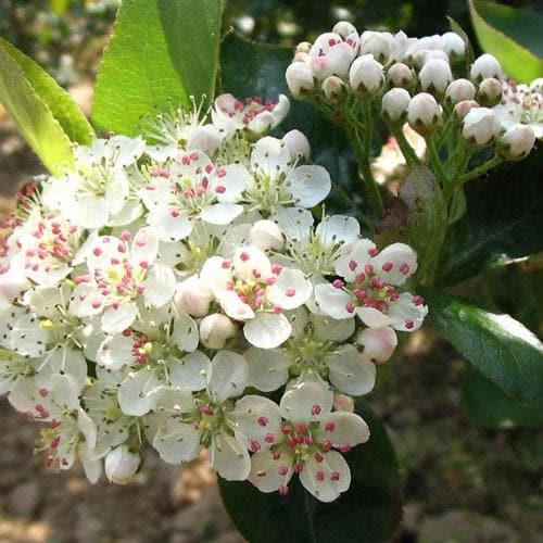 Aronia Melanocarpa Professor Ed 07