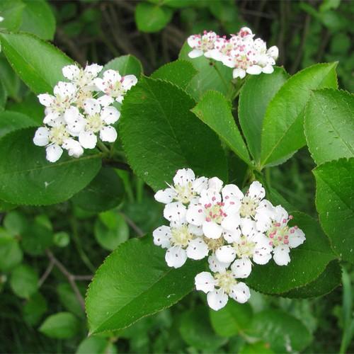 Aronia mitschurini Amit - Future Forests