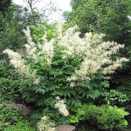 Aruncus dioicus - Future Forests