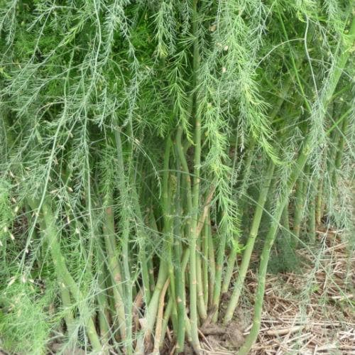 Asparagus Connover’s Colossal - Future Forests