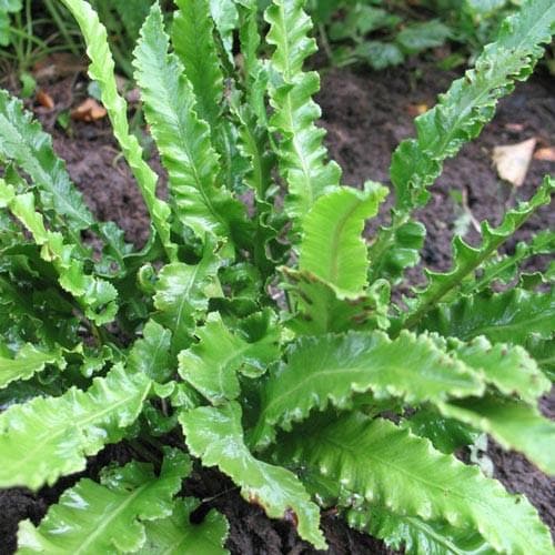 Asplenium scol. Angustifolia - Future Forests