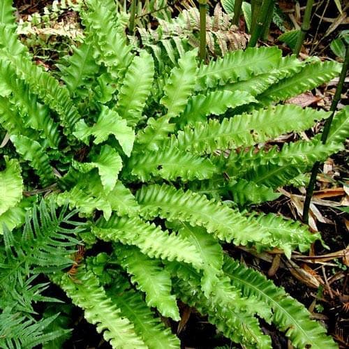 Asplenium scol. Angustifolia - Future Forests