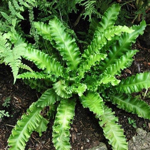 Asplenium scol. Angustifolia - Future Forests