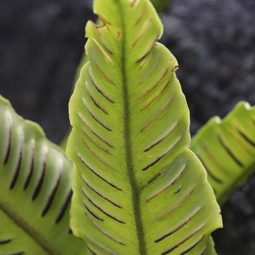 Asplenium scolopendrium - Future Forests