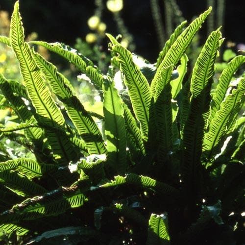 Asplenium scolopendrium - Future Forests
