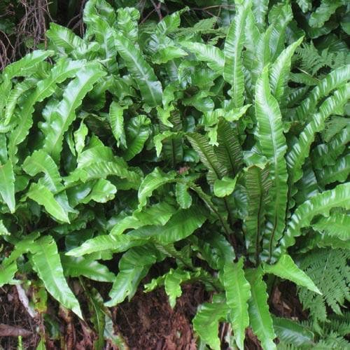 Asplenium scolopendrium - Future Forests