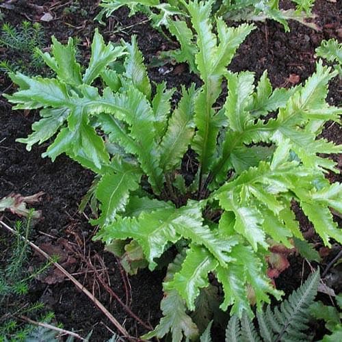 Asplenium scolopendrium Cristata - Future Forests