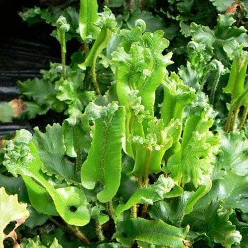 Asplenium scolopendrium Cristata - Future Forests