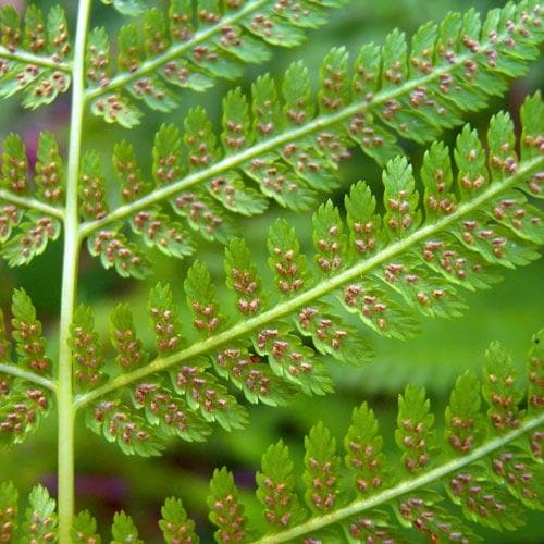 Athyrium filix-femina