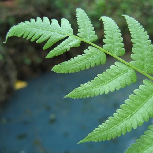 Athyrium filix-femina