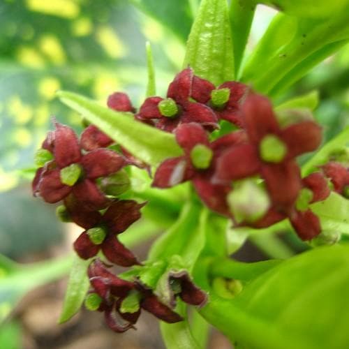 Aucuba japonica Crotonifolia - Future Forests