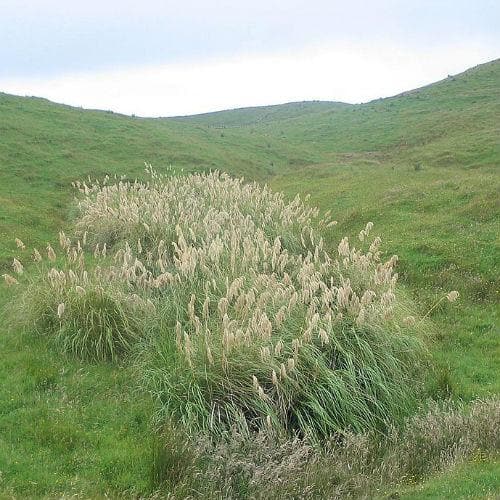 Cortaderia fulvida - Future Forests