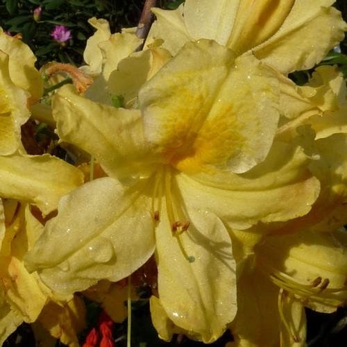 Azalea mollis Harvest Moon