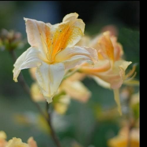 Azalea mollis Harvest Moon