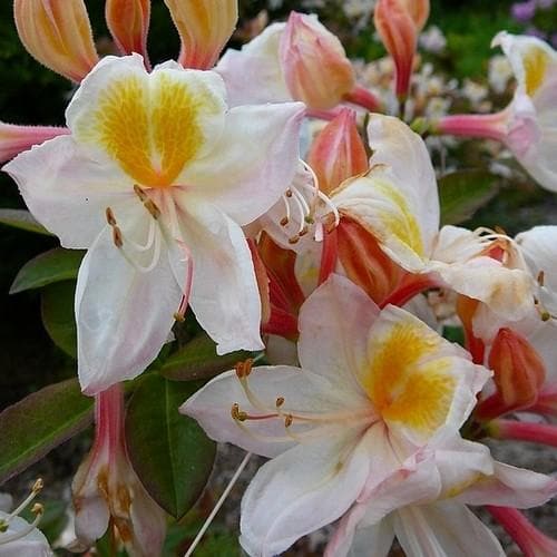 Azalea mollis Silver Slipper