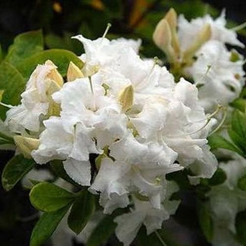 Azalea mollis Whitethroat