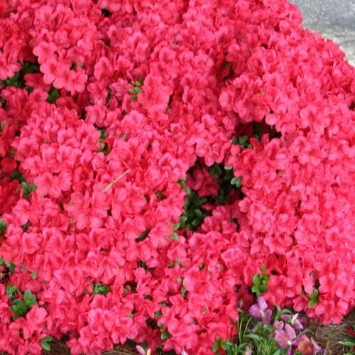 Azalea Mother's Day - Future Forests