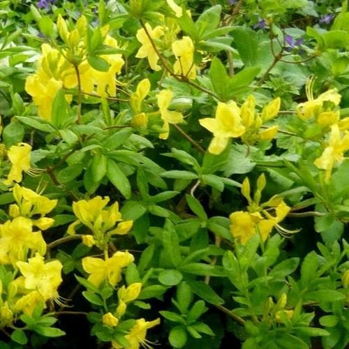 Azalea mollis Anneke - Future Forests