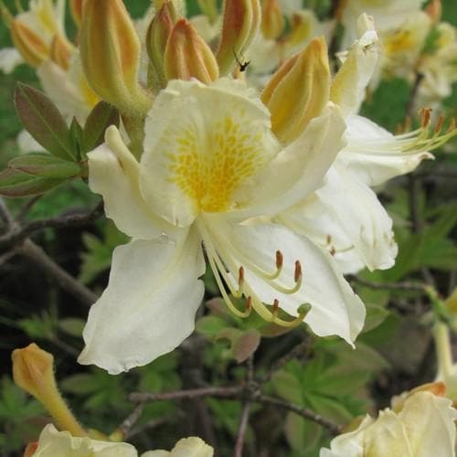 Azalea mollis Daviesii - Future Forests