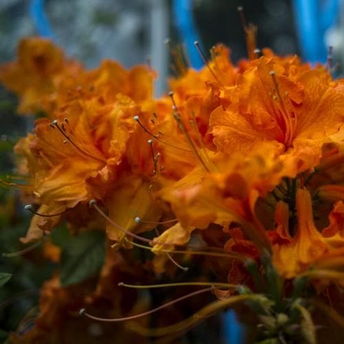 Azalea mollis Gibraltar - Future Forests