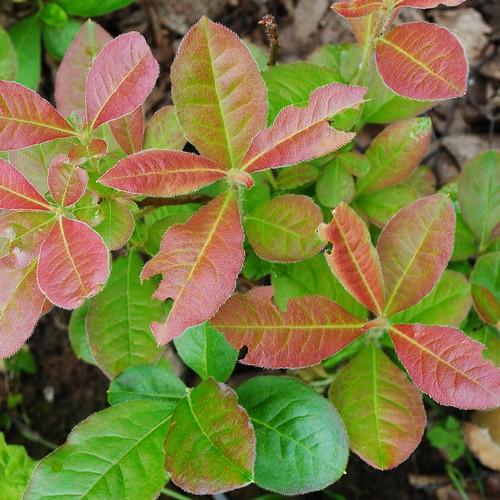 Azalea mollis Gibraltar - Future Forests