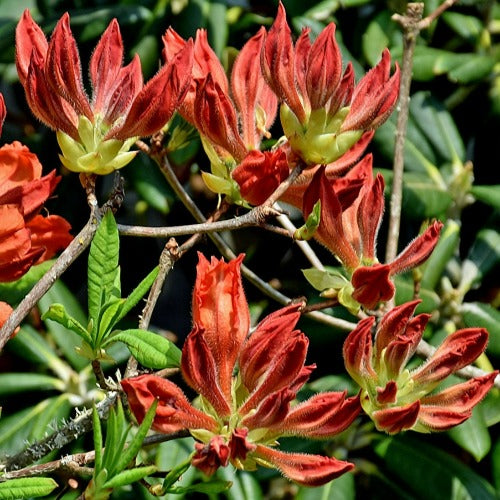 Azalea mollis Fireball