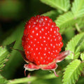 Balloon Berry - Rubus illecebrosus - Future Forests