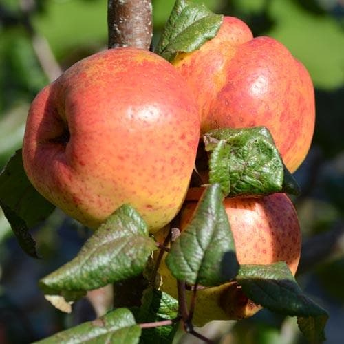 Apple Ballyfatten - Future Forests