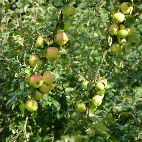 Apple Ballyvaughan Seedling - Future Forests