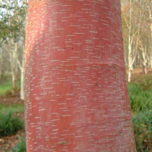 Betula albosinensis China Rose
