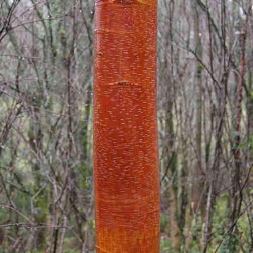 Betula albosinensis China Rose