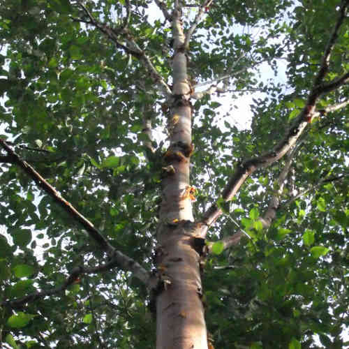 Betula albosinensis China Rose