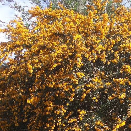 Berberis darwinii - Future Forests