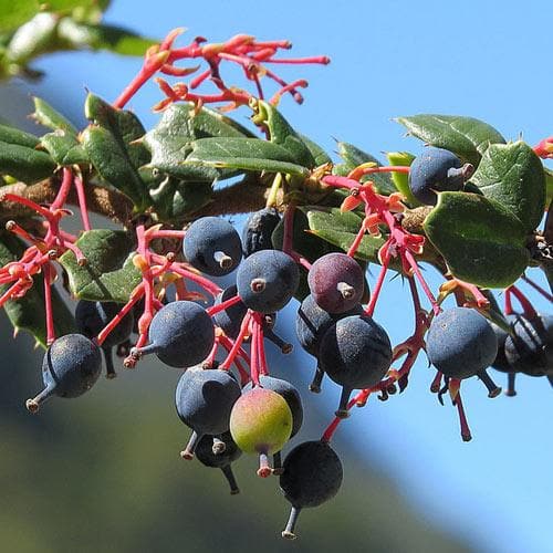 Berberis darwinii - Future Forests