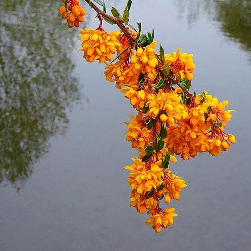 Berberis darwinii - Future Forests