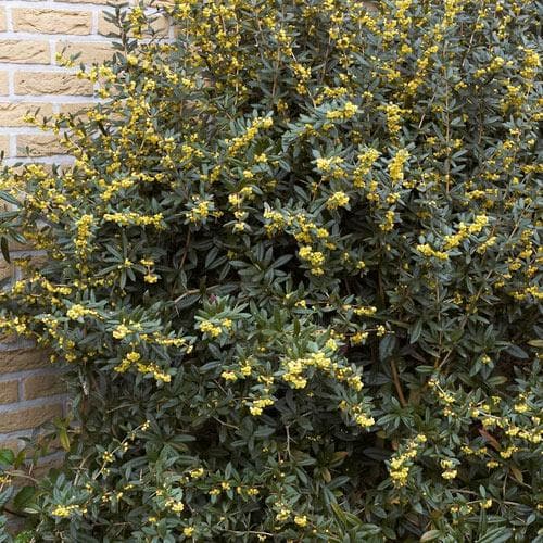 Berberis julianae - Future Forests