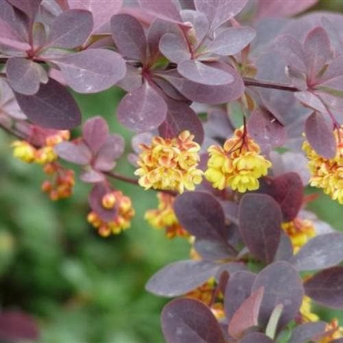 Berberis thunbergii Atropurpurea Nana - Future Forests