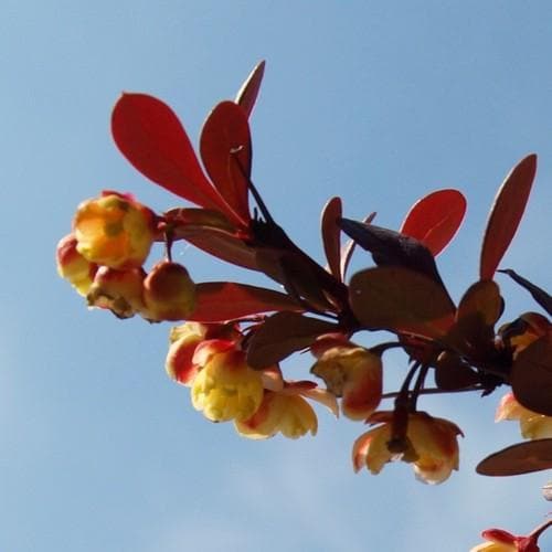 Berberis thunbergii Atropurpurea Nana - Future Forests
