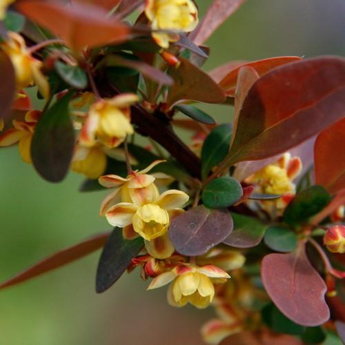 Berberis thunbergii Rose Glow - Future Forests