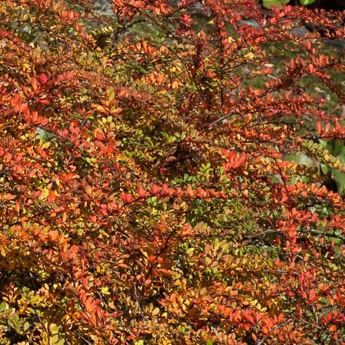 Berberis vulgaris - Future Forests