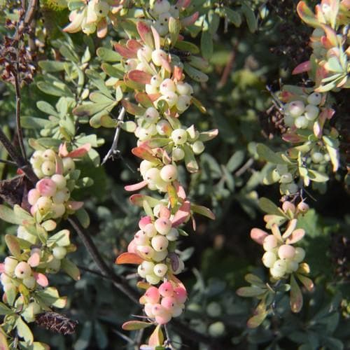 Berberis wilsoniae - Future Forests