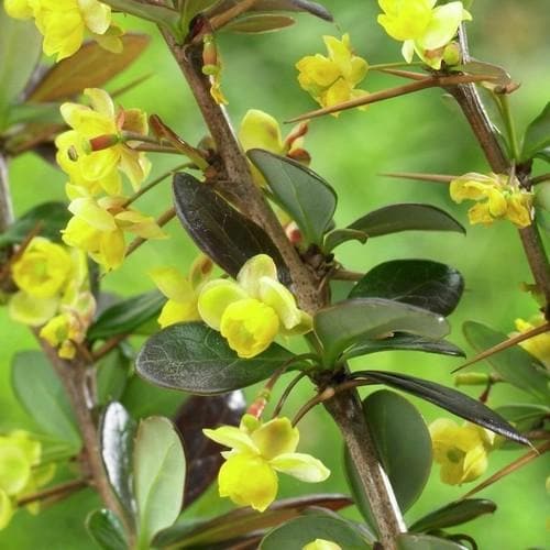 Berberis x media Red Jewel - Future Forests