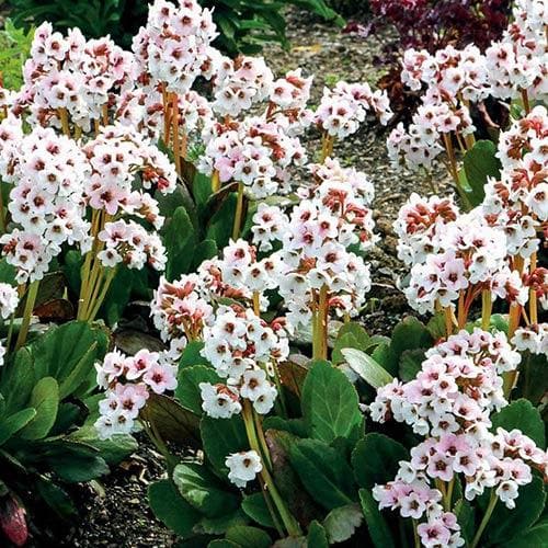 Bergenia Angel Kiss (Dragonfly™ series)