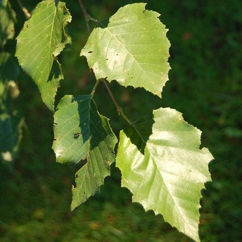 Betula nigra - Future Forests