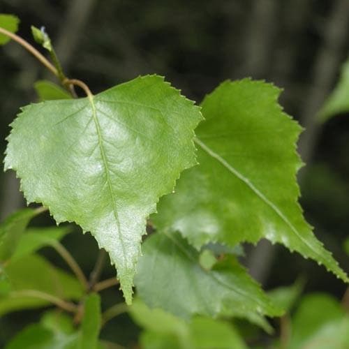 Betula nigra - Future Forests
