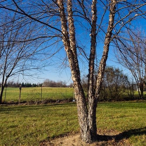 Betula nigra - Future Forests