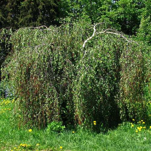 Betula pendula Tristis - Future Forests