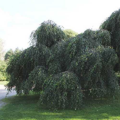 Betula pendula Youngii - Future Forests